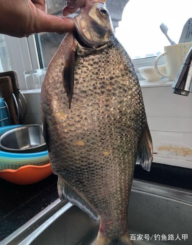 別總是釣鯽魚了，用這幾招釣鳊魚才叫“過癮”，餌料入水就有口
