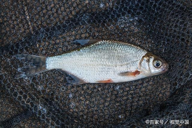 春末作釣鳊魚小技巧，想要有個好漁獲，還不快來看看！