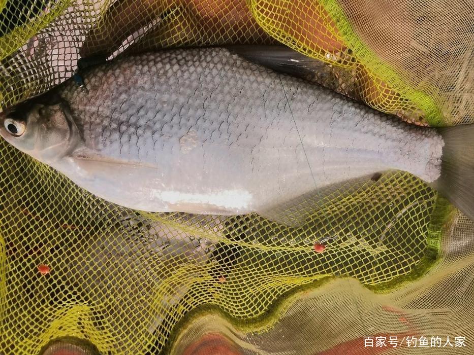 長江釣魚，野釣鳊魚分析教學，釣獲20多斤野生鳊魚和鯽魚