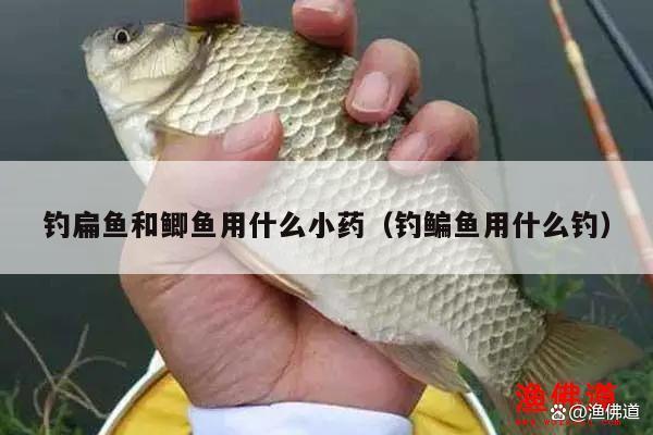 釣鳊魚和鯽魚用什么小藥（釣鳊魚用什么釣）