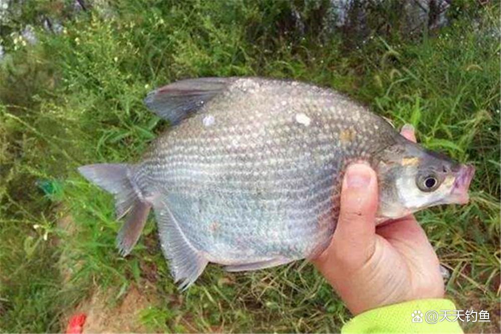 春季野釣鳊魚，用這2種方法釣離底，效果好的出奇